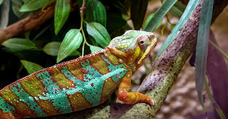 Chameleon Stocks - Green and Brown Chameleon on Brown Tree Branch