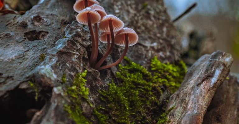 Piggybank Growth - A small group of mushrooms growing on a tree stump