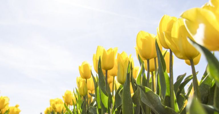 Bulb Color - Yellow Tulip Flower Field during Daytime