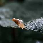 Snail Rocket - Brown and Black Butterfly on Gray Rock