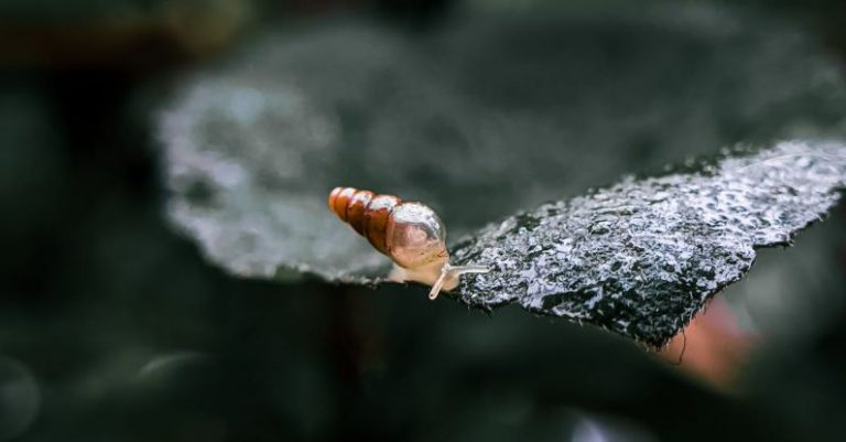 Snail Rocket - Brown and Black Butterfly on Gray Rock