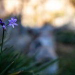 Feedback Growth - A purple flower in the grass with some rocks