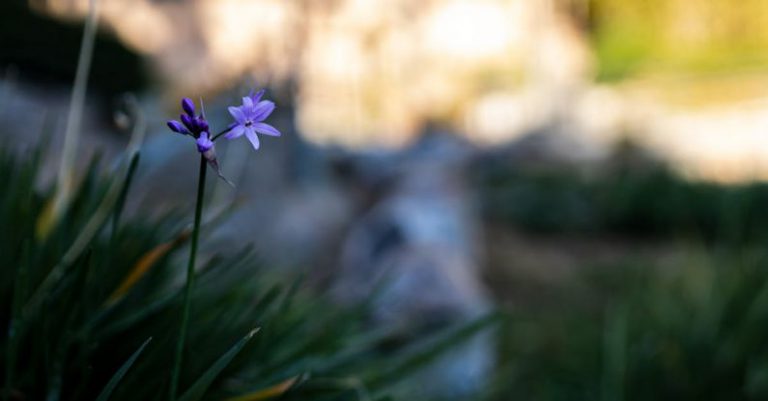 Feedback Growth - A purple flower in the grass with some rocks