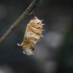 Caterpillar Butterfly - Bokeh Photography of Brown Pupa