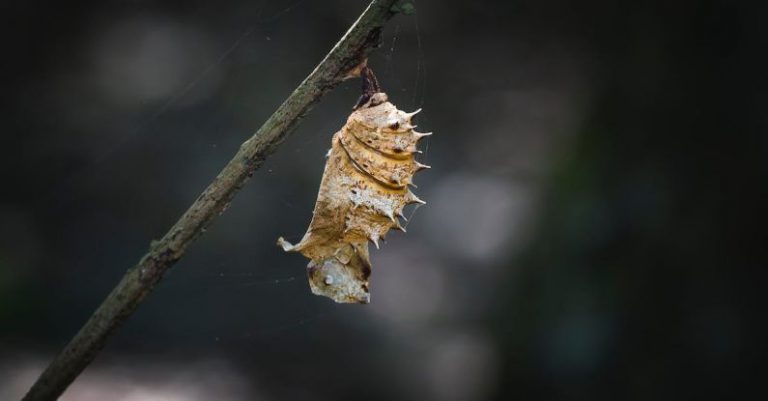 Caterpillar Butterfly - Bokeh Photography of Brown Pupa