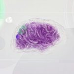 Trophy Brain - An artist’s illustration of artificial intelligence (AI). This image represents how machine learning is inspired by neuroscience and the human brain. It was created by Novoto Studio as par...