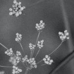 Fence Flowers - Black and white photograph of flowers in a fence