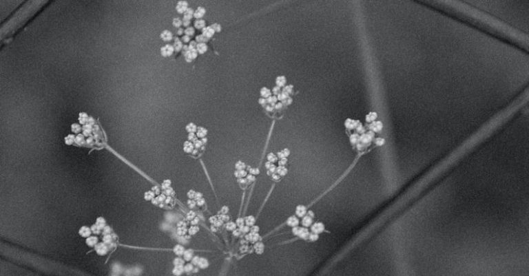 Fence Flowers - Black and white photograph of flowers in a fence