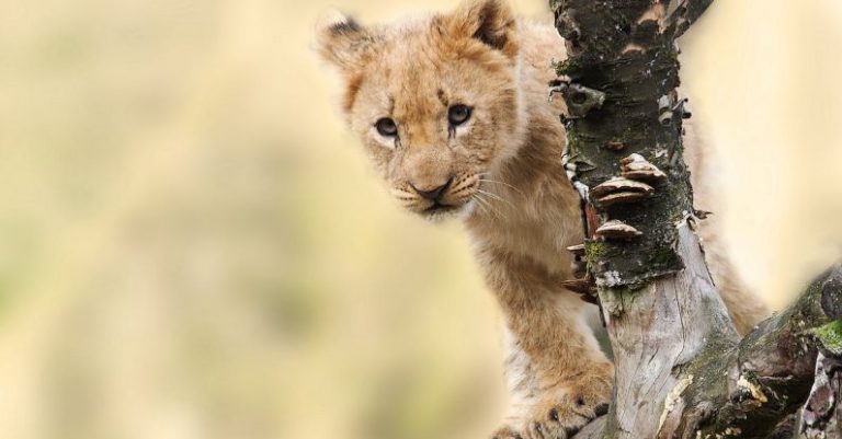 Lion Cub - Brown Tiger on Grey Tree Branch