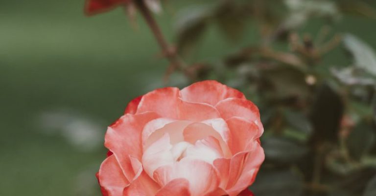 Mindset Garden - Pink Rose in Bloom